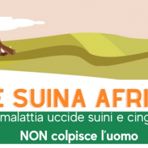 PESTE SUINA AFRICANA